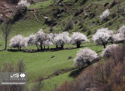 لبخند شکوفه های بهاری 