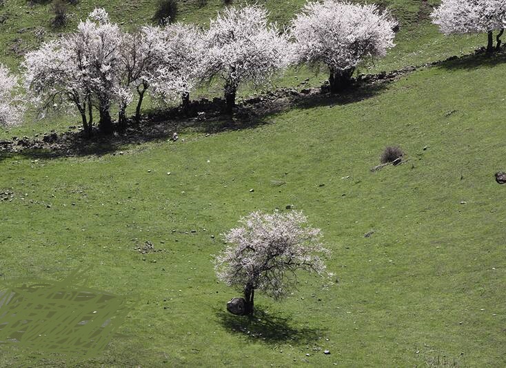 لبخند شکوفه های بهاری 