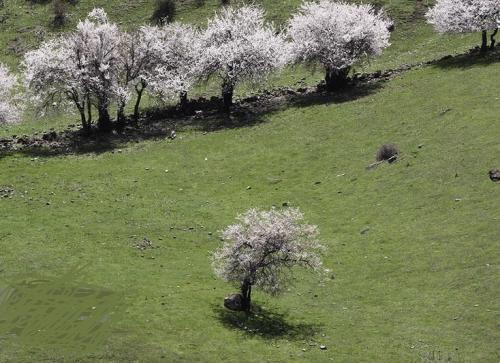 لبخند شکوفه های بهاری 