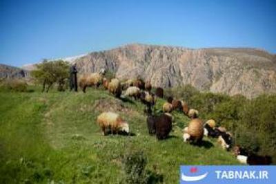 بهار در دامنه کوه شاهو 