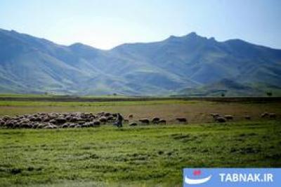 بهار در دامنه کوه شاهو 