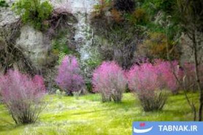 بهار در دامنه کوه شاهو 