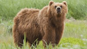حمله خرس به محیط بانان گرگانی