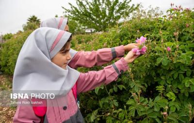 برداشت گل محمدی به یاد میناب