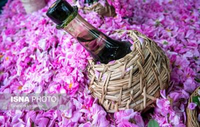 برداشت گل محمدی به یاد میناب