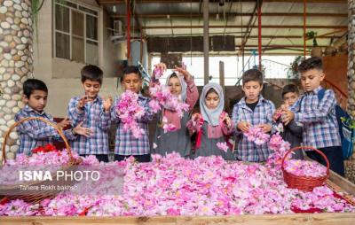 برداشت گل محمدی به یاد میناب