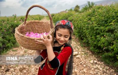 برداشت گل محمدی به یاد میناب