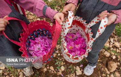 برداشت گل محمدی به یاد میناب