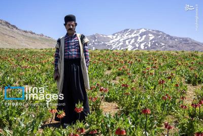  دشت لاله‌های واژگون کوهرنگ 
