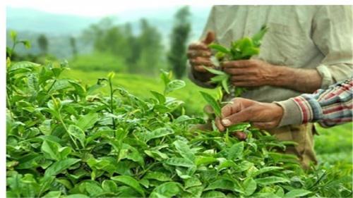 ۱۵ هزارتن برگ سبز چای خریداری شد