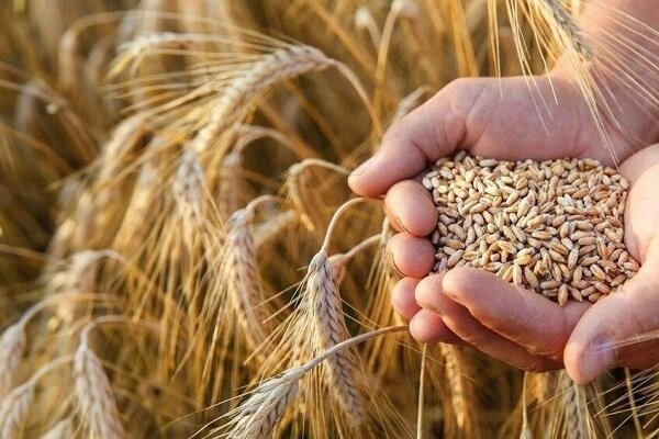 خرید تضمینی گندم