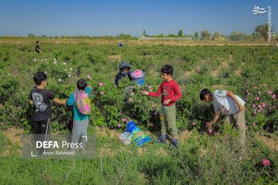 برداشت گل محمدی و گلاب گیری 