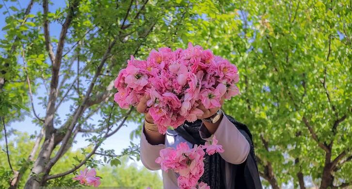 برداشت گل محمدی و گلاب گیری 