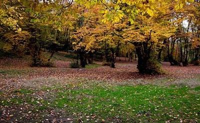 عکس/  طبیعت زیبای پاییزی گرگان 