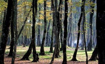 عکس/  طبیعت زیبای پاییزی گرگان 