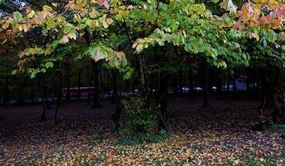 عکس/  طبیعت زیبای پاییزی گرگان 