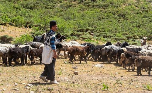 عشایر بختیاری در شهرستان الیگودرز