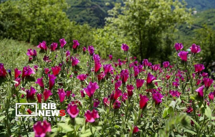  برداشت گل گاو زبان در اشکورات رودسر