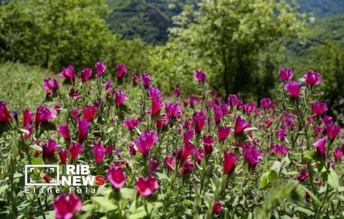  برداشت گل گاو زبان در اشکورات رودسر