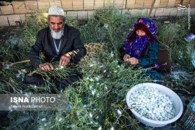 نوغانداری تولید ثروت ازکرم ابریشم
