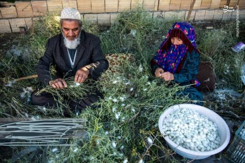 نوغانداری تولید ثروت ازکرم ابریشم