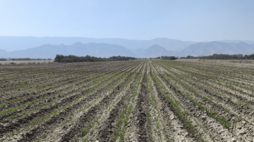 چرخش الگوی کشت در خوزستان