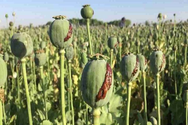 کشت غیرمجاز خشخاش جرم است