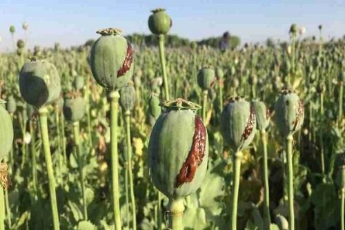 کشت غیرمجاز خشخاش جرم است