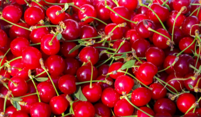  برداشت گیلاس و آلبالو از باغات مشهد / عکس