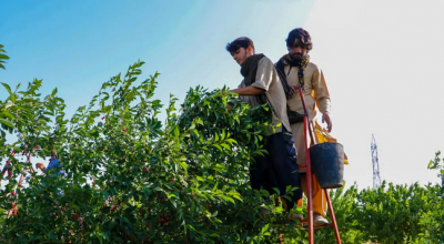  برداشت گیلاس و آلبالو از باغات مشهد / عکس
