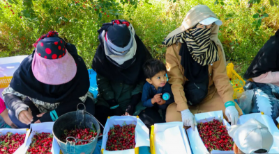  برداشت گیلاس و آلبالو از باغات مشهد / عکس