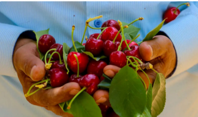  برداشت گیلاس و آلبالو از باغات مشهد / عکس