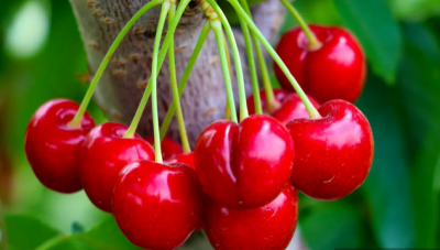  برداشت گیلاس و آلبالو از باغات مشهد / عکس