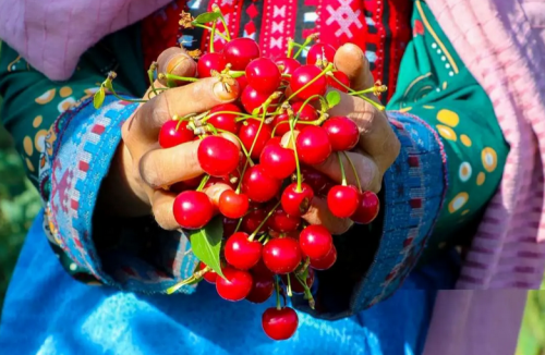  برداشت گیلاس و آلبالو از باغات مشهد / عکس