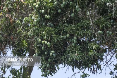 برداشت انبه درمیناب