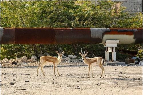 تلف شدن آهوها در جزیره خارگ
