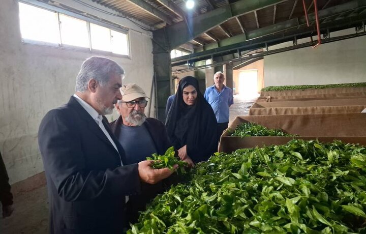 خرید تضمینی 66 هزارتن برگ چای سبز