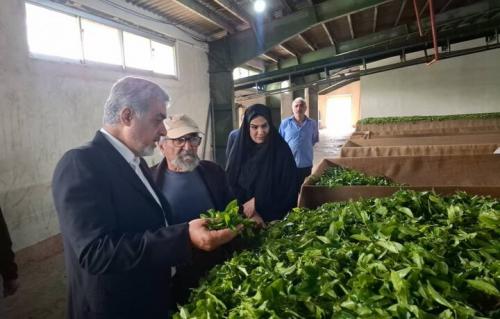 خرید تضمینی 66 هزارتن برگ چای سبز
