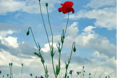 جلوه‌ای از هنر با موبایل / عکس