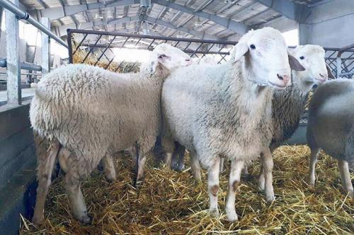 بازار دام و گوشت در وضعیت باثبات قرار دارد