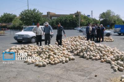 فصل شیرین برداشت