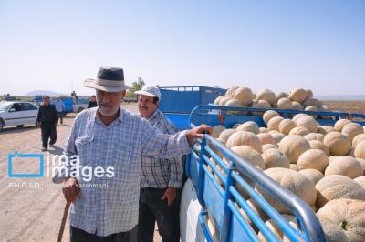 فصل شیرین برداشت