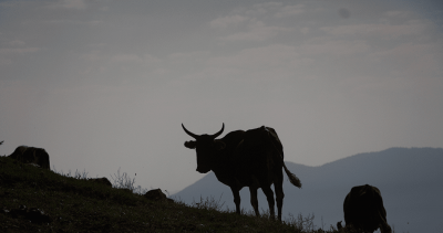 طبیعت تابستانی کوهستان چالوس