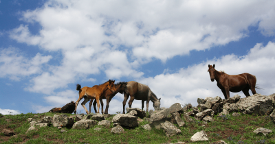 طبیعت تابستانی کوهستان چالوس