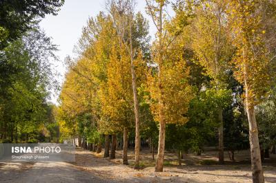خزان زود رس درمیانه تابستان