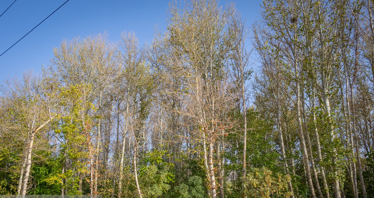 خزان زود رس درمیانه تابستان