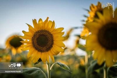 مزارع آفتابگردان اردبیل  درتابستان