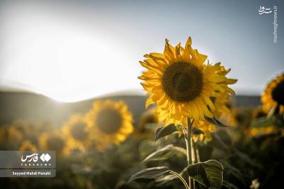 مزارع آفتابگردان اردبیل  درتابستان