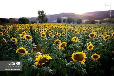 مزارع آفتابگردان اردبیل  درتابستان