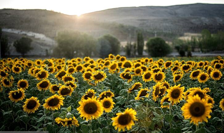 مزارع آفتابگردان اردبیل  درتابستان